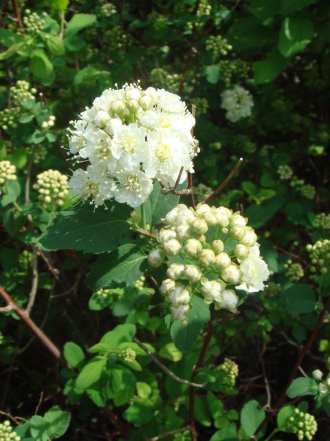 Spiraea betulifolia fleur P2B P7 P12